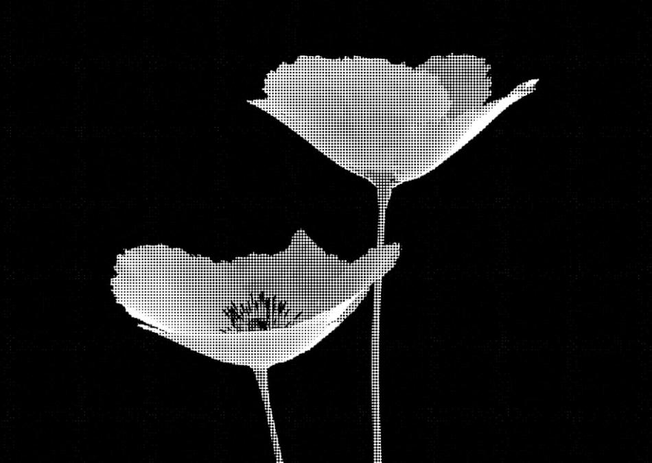 Poppies image